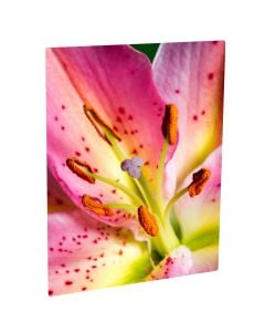 11" x 14" Gloss White